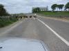 Cows blocking the road.... 